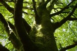 arbre