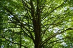 arbre