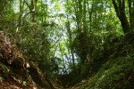 chemin creux