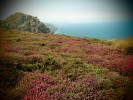 la lande au cap Sizun