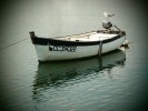 goeland