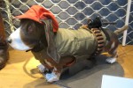 le chasseur