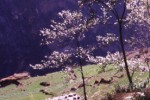 Tiger leaping gorge - Yunnan