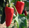 les piments
