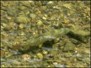un poisson