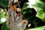 un papillon