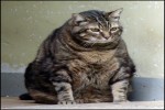 un énorme chat