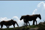 des chevaux