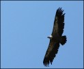 un rapace