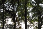 dans les arbres, un affut de chasseurs