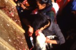 Sacrifice d'animaux - Dakshikali - Népal
