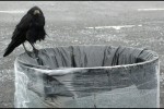 brouillard et oiseau