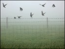 brouillard volatil