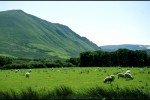 Dingle