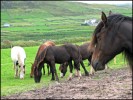 Dingle