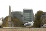Mouettes