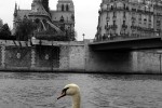 Cygne et Notre Dame