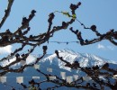 Mont Canigou