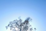 Arbre