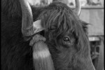 Yak
