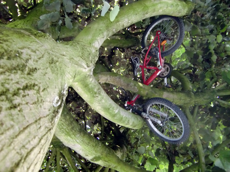 velo-arbre