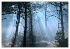 brume matinale