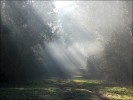 en forêt