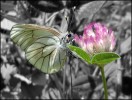 papillonage
