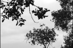Noirmoutiers
